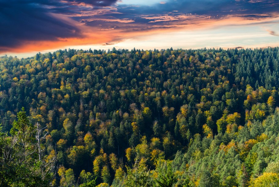 Лес с высоты птичьего полета