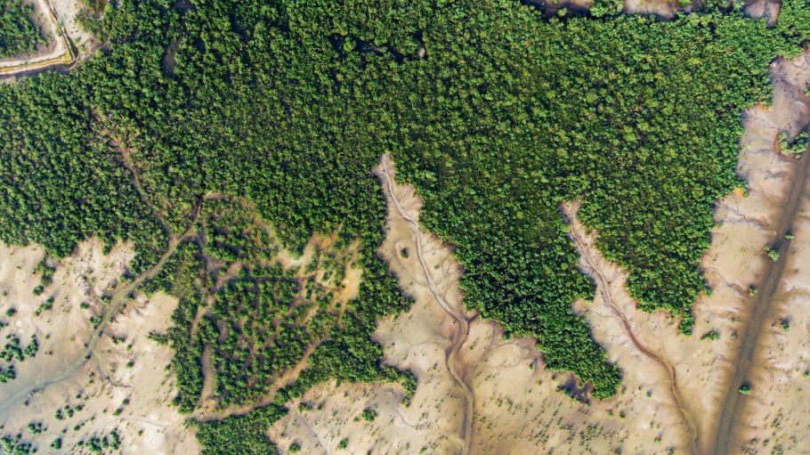 Лесной массив аэрофотосъемка