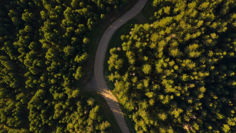 Лес сверху 4к