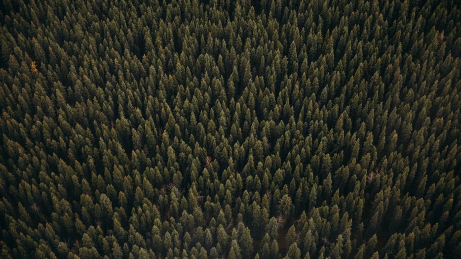 Ставский лес вид сверху