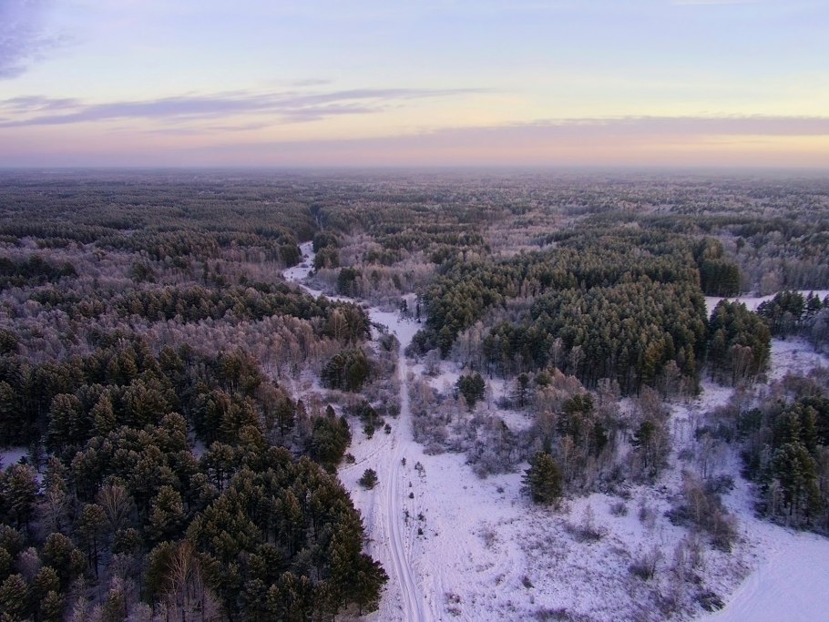 Сосновый бор в московской области с высоты птичьего полета