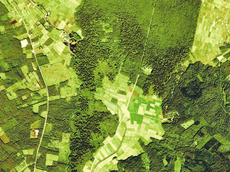 Лес с высоты