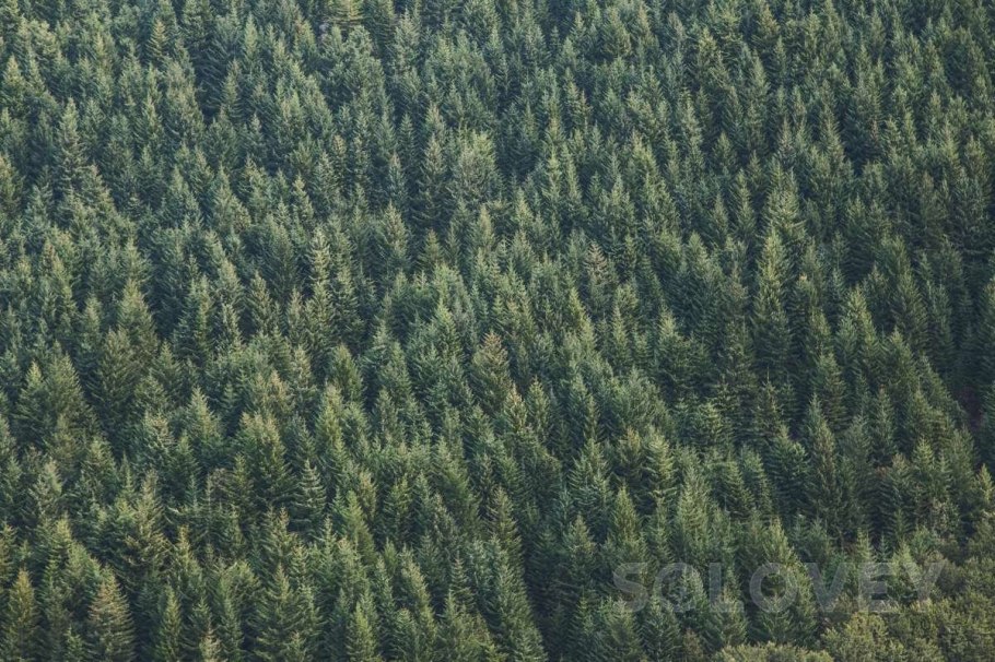 Лес вид сверху