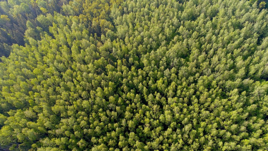 Лес с высоты птичьего полета