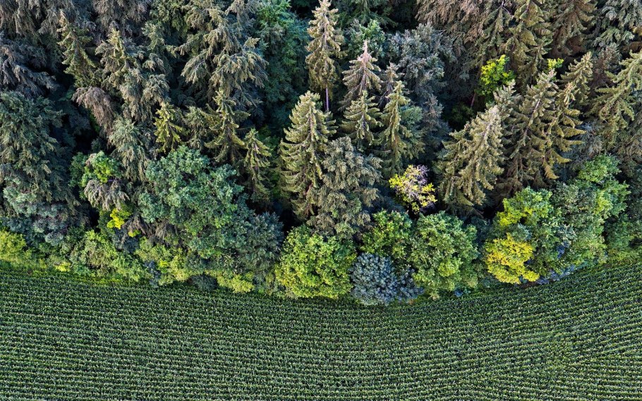 Ставский лес вид сверху