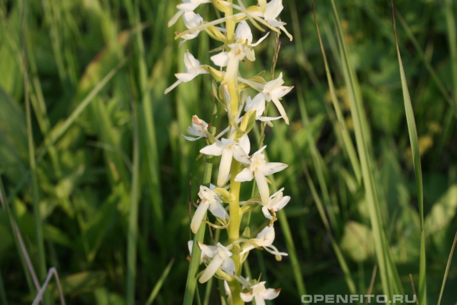 Любка двулистная - Platanthera bifolia (l.) Rich.