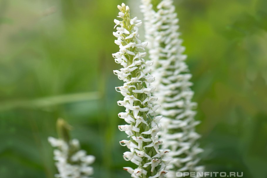 Platanthera bifolia