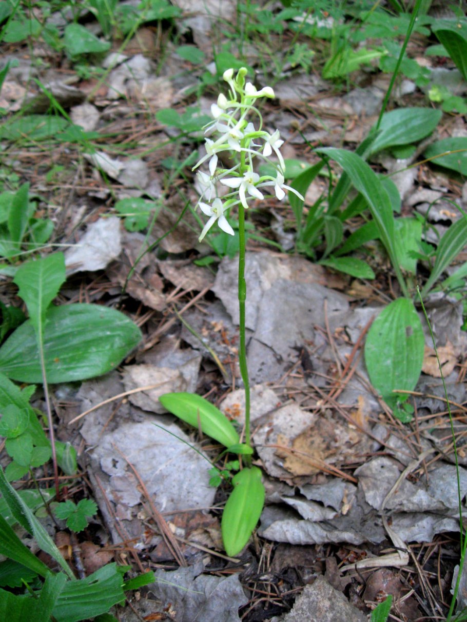 Platanthera bifolia