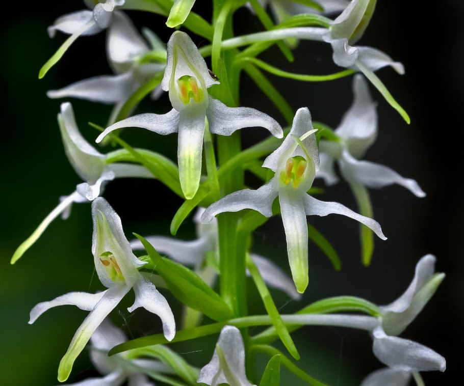 Любка двулистная - Platanthera bifolia (l.) Rich.