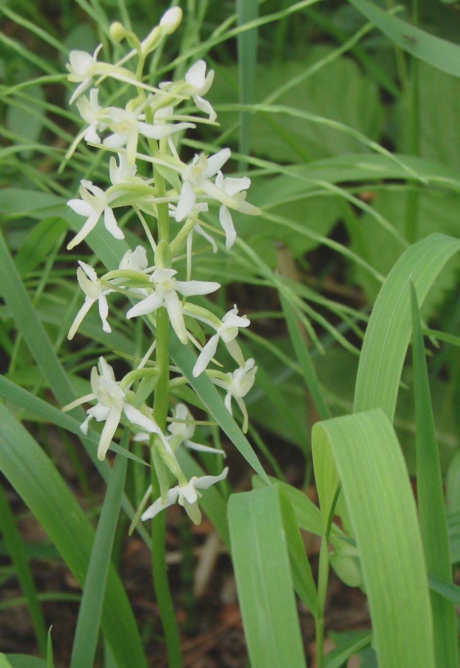 Platanthera chlorantha