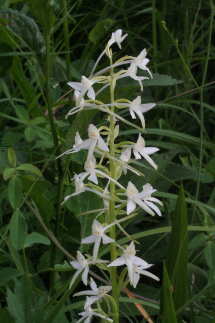 Любка двулистная (Platanthera bifolia)