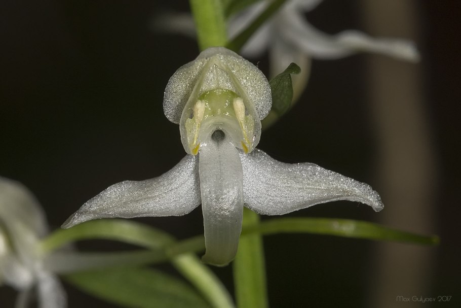 Platanthera tipuloides