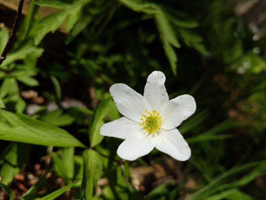 Анемона Альпийская
