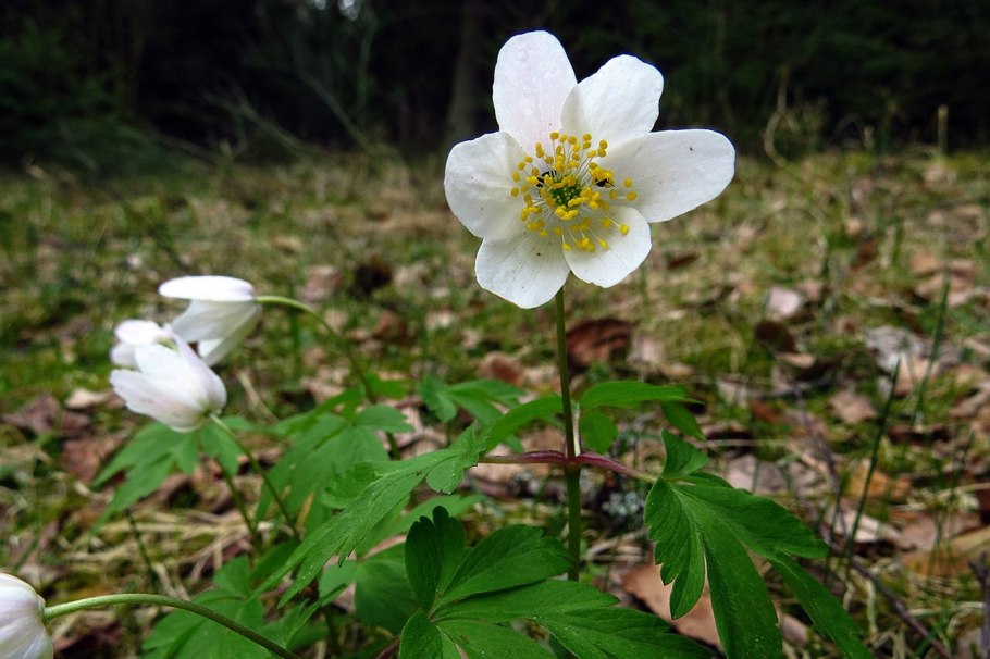 Anemone nemorosa