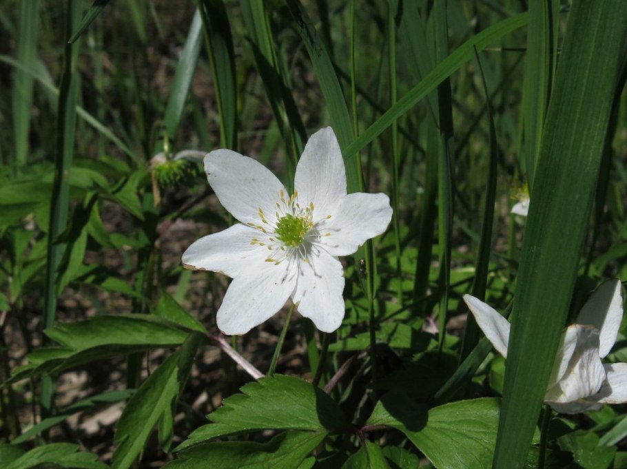 Дикорастущие растения Гулькевичского района