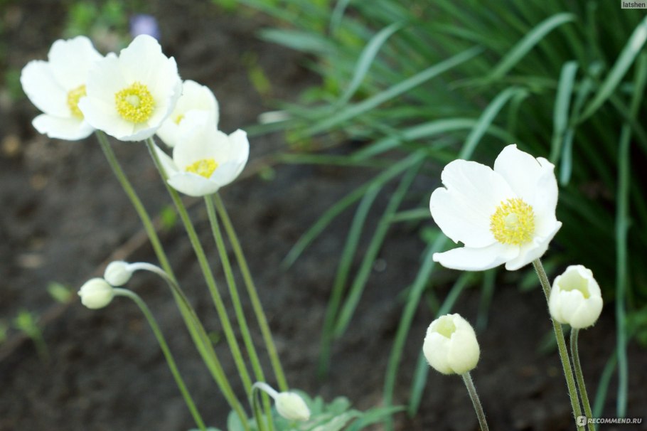 Anemone nemorosa (White)