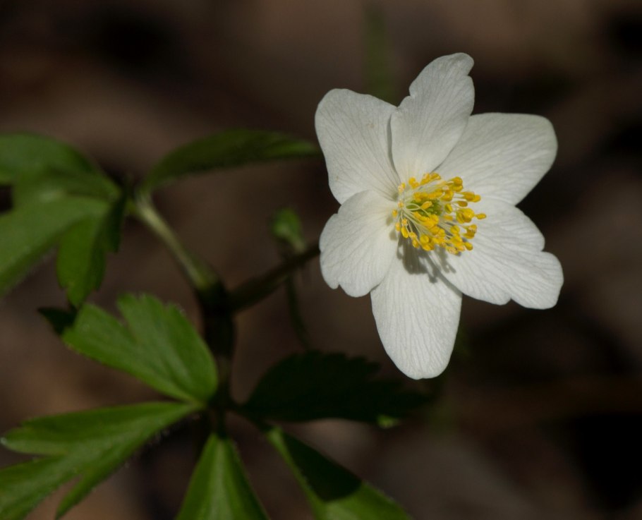 Ветреница Дубравная анемона