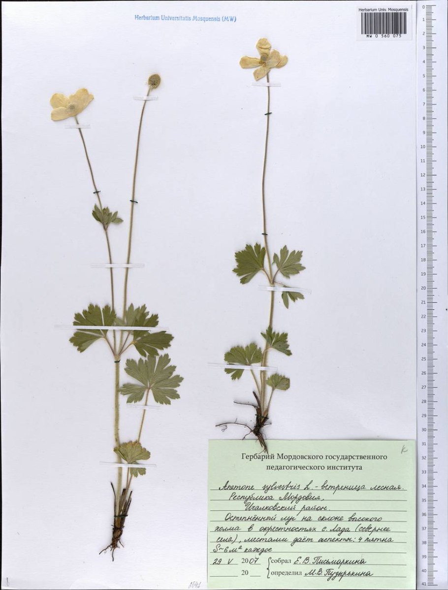 Ветреница Уральская