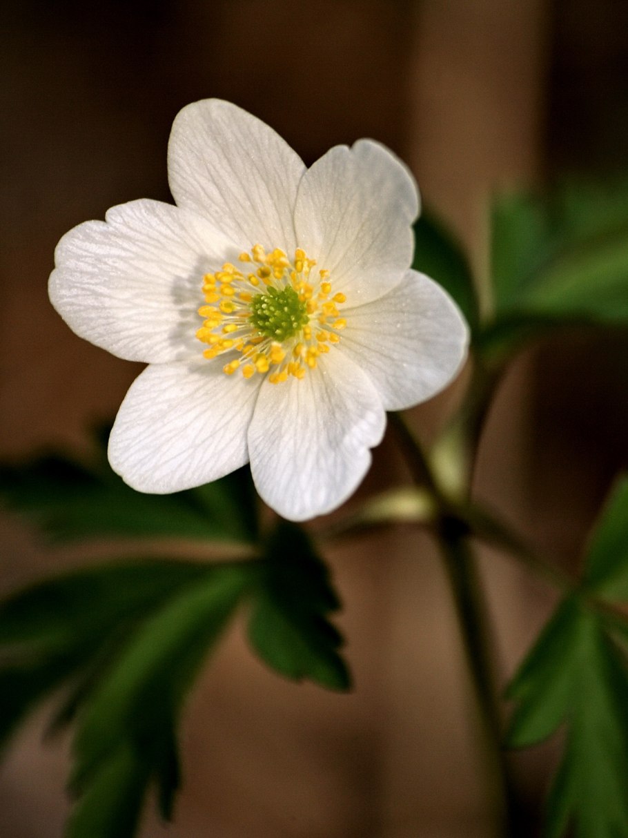 Anemone nemorosa Lechna