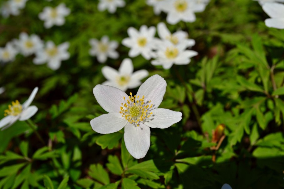 Ветреница Лесная - Anemone Sylvestris l.