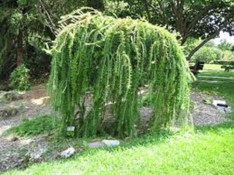 Лиственница Кемпфера (Larix kaempferi stiff Weeper