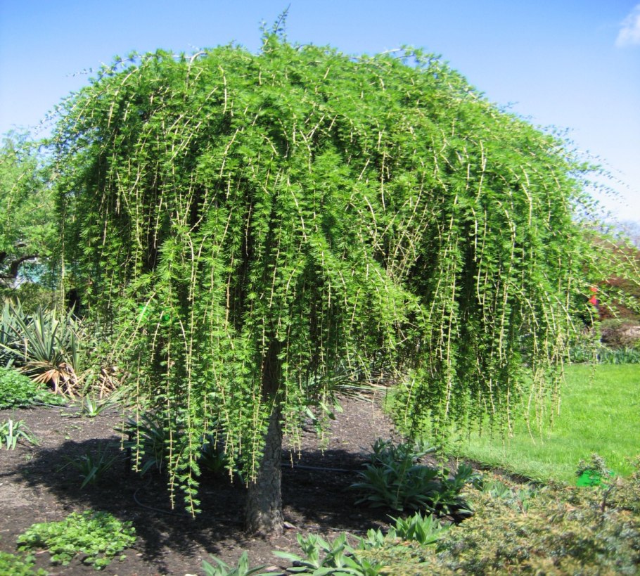 Лиственница европейская Пендула