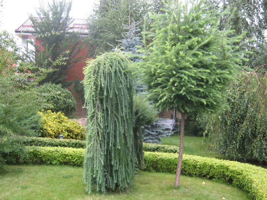Лиственница европейская pendula