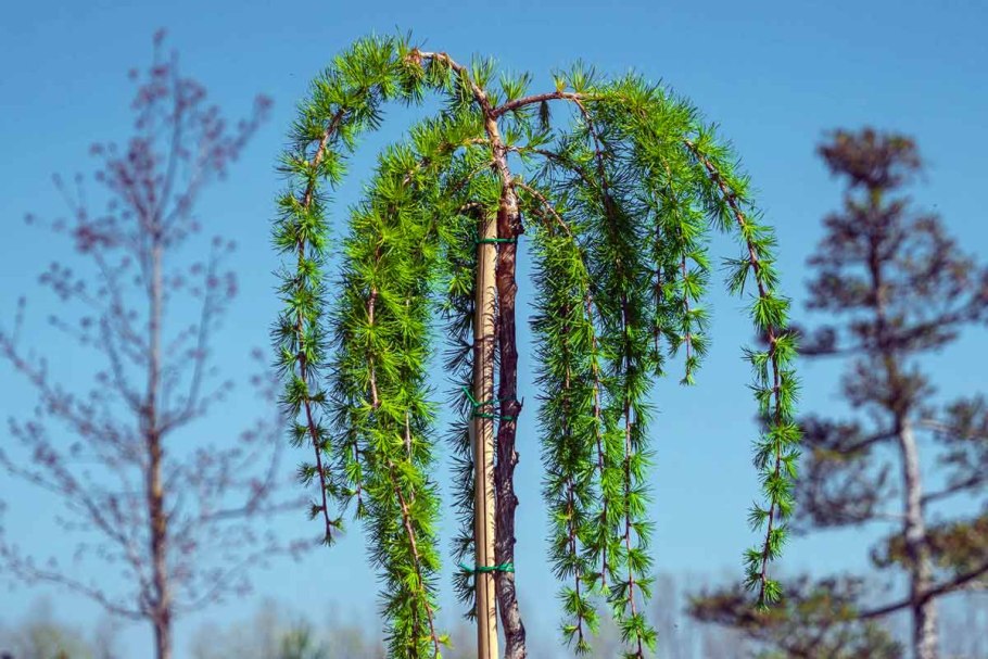 Лиственница Larix decidua