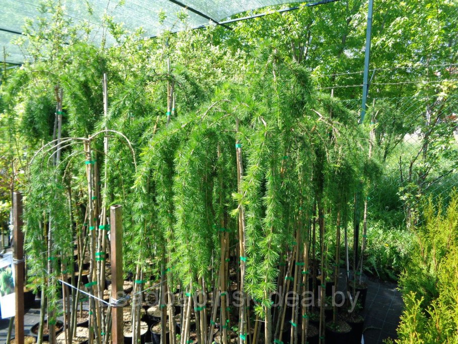 Лиственница европейская Пендула