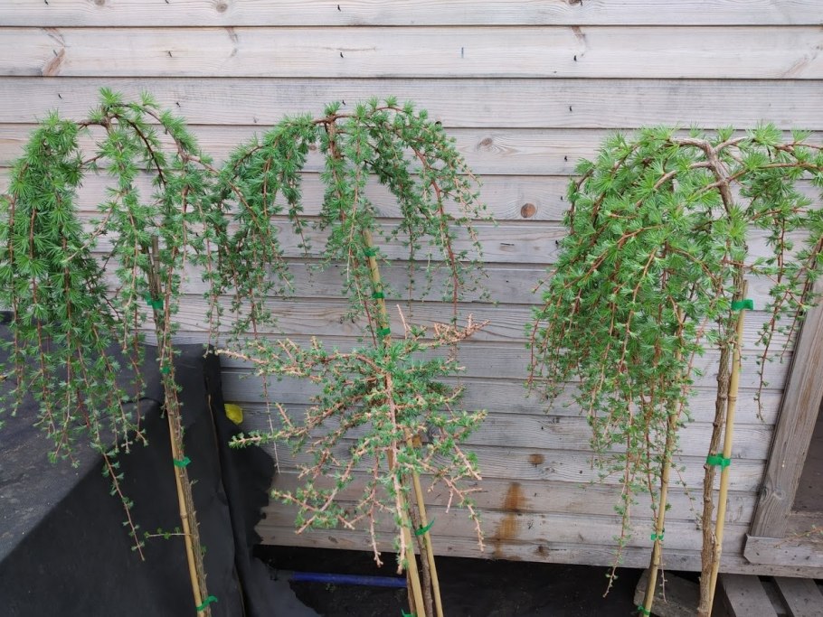 Лиственница японская Пендула