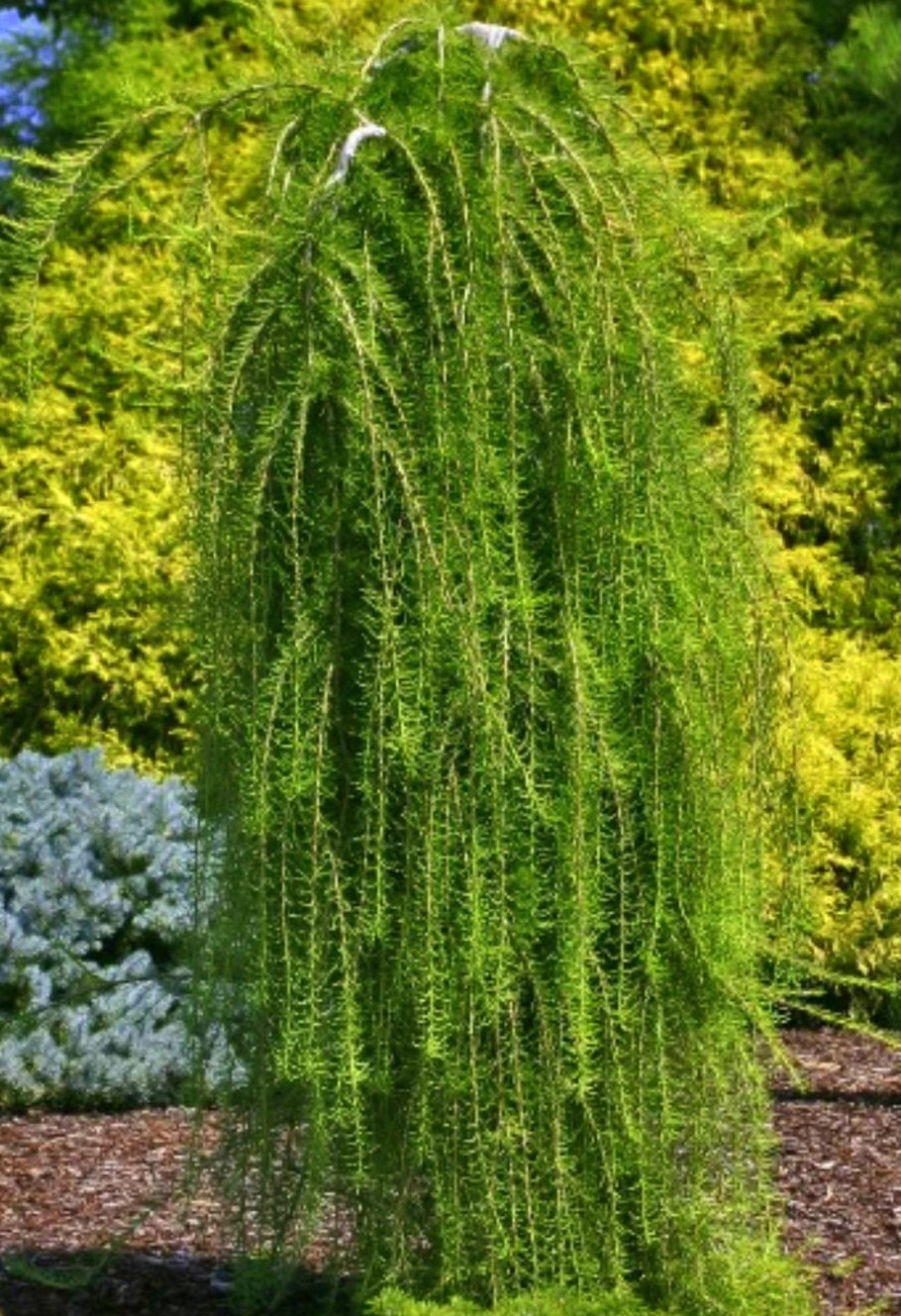 Лиственница европейская pendula