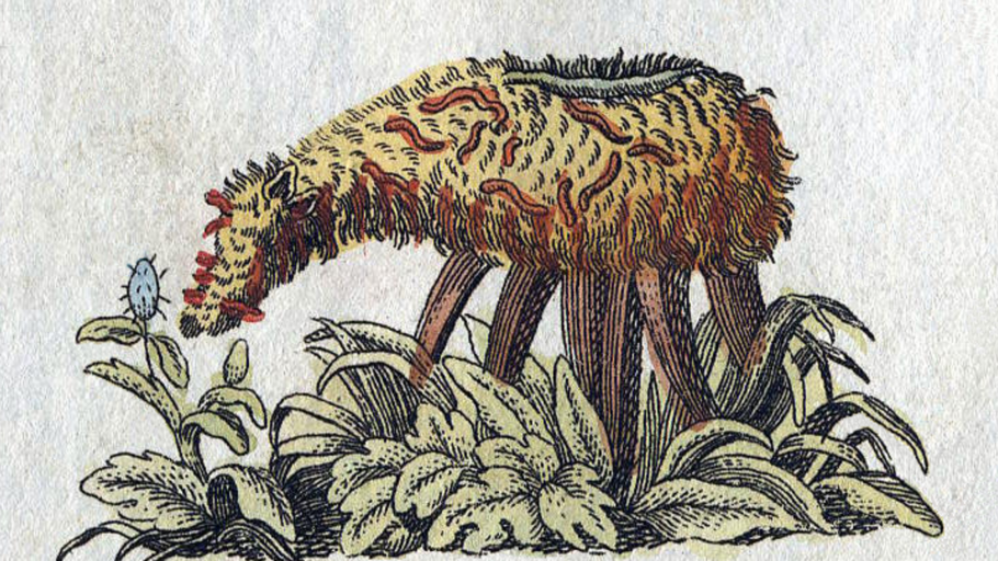 Плаун Баранец гербарий