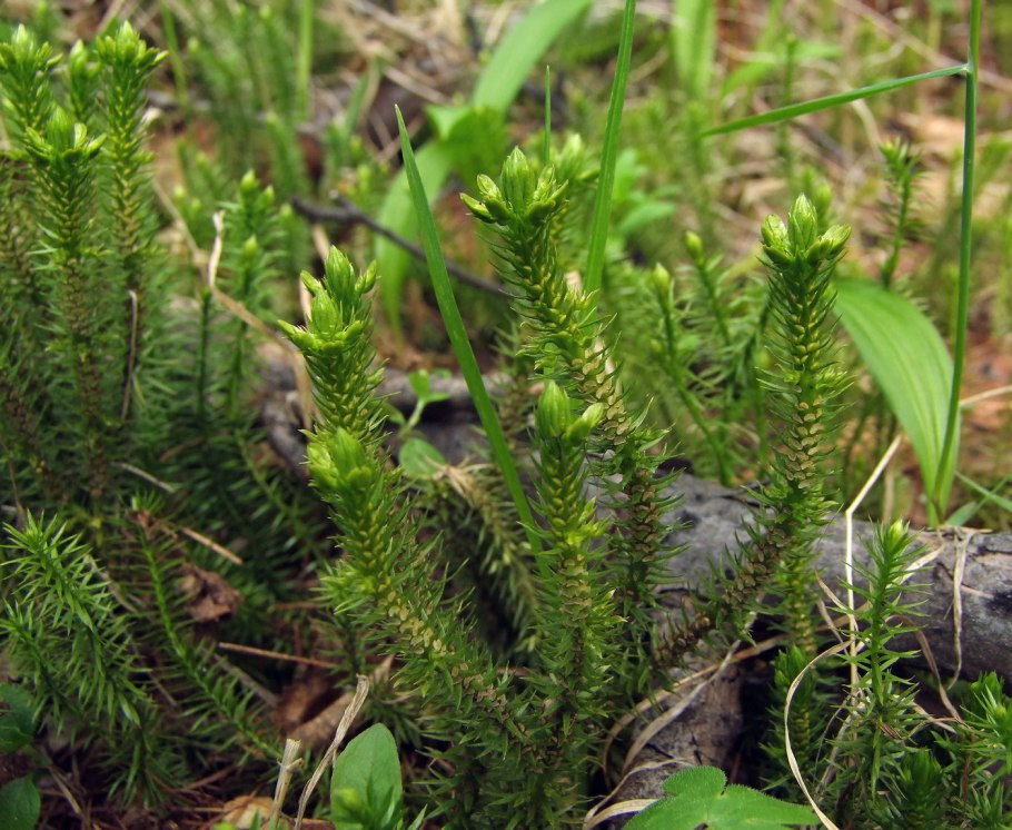 Баранец обыкновенный (Huperzia selago)