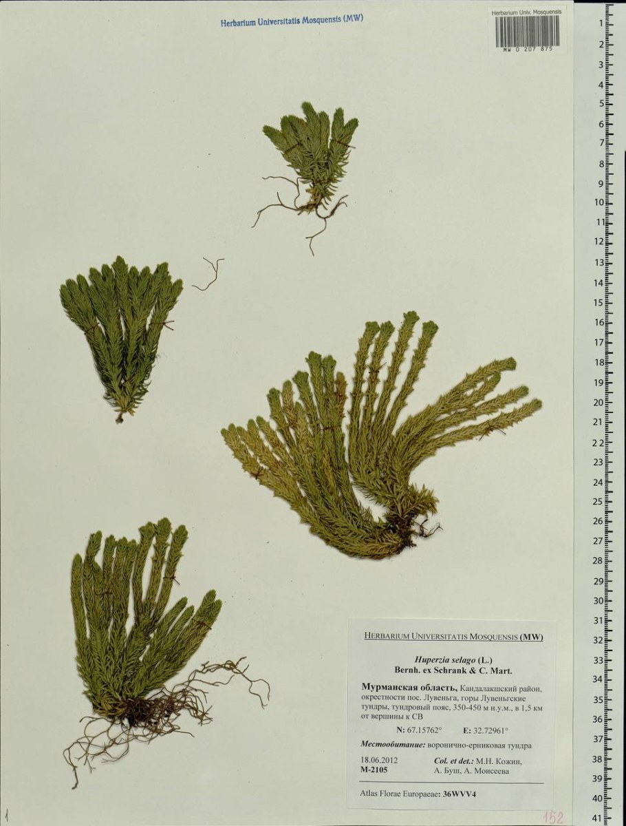 Плаун годичный( Lycopodium annotinum l.)