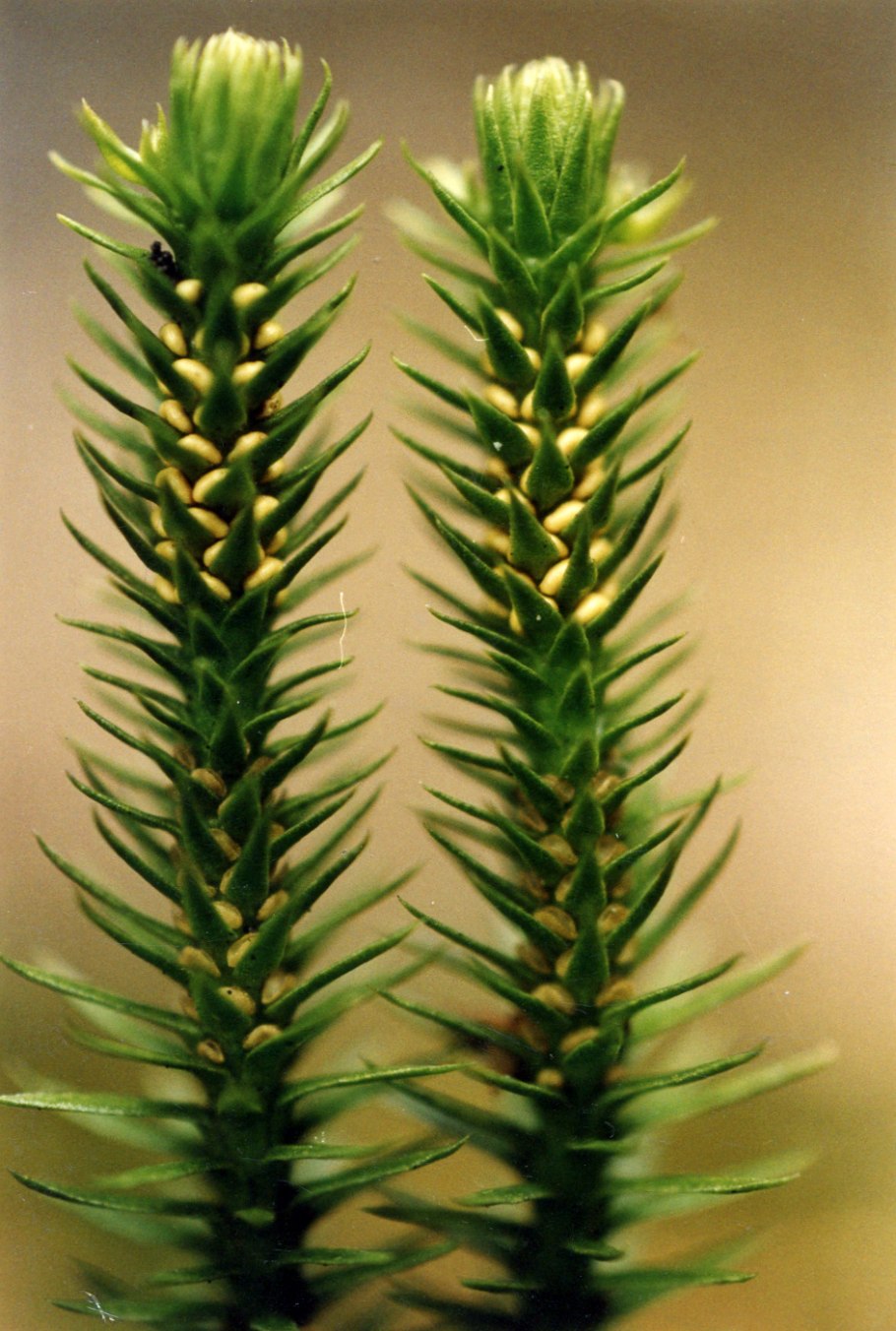 Псевдокаллиергон плауновидный