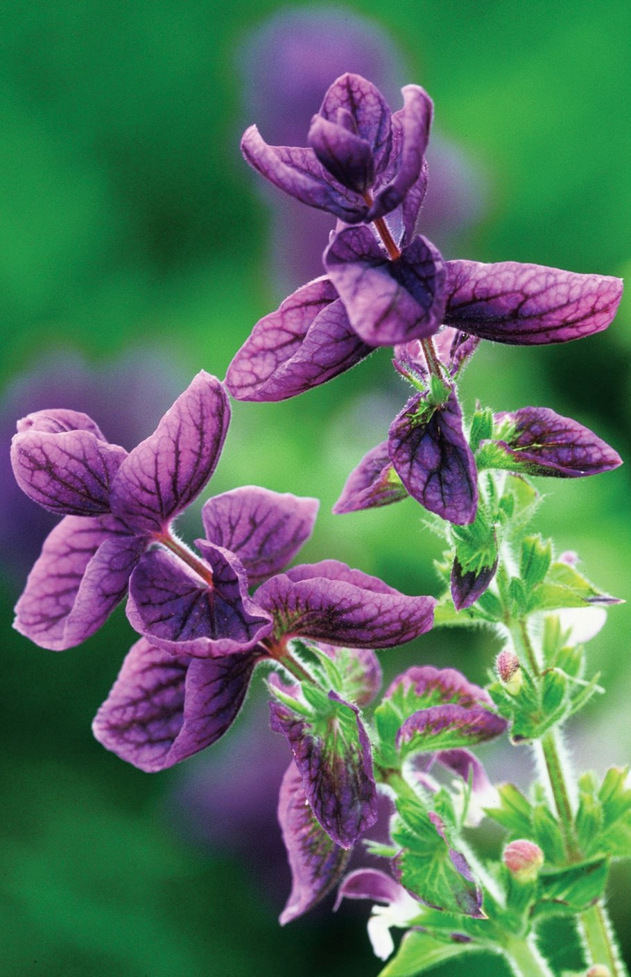 Salvia sclarea пыльца