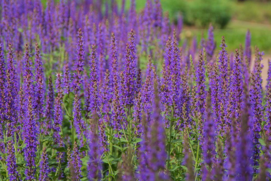 Шалфей Сальвия пышный