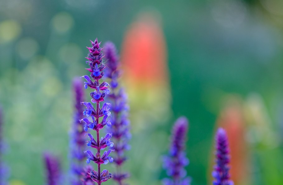 Шалфей Дубравный Sensation Rose