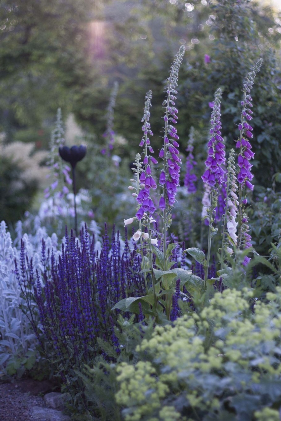 Перовския шалфей Лаванда отличия