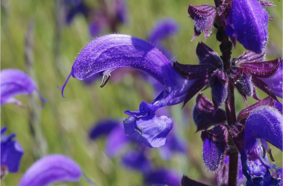 Шалфей Дубравный 'Caradonna'