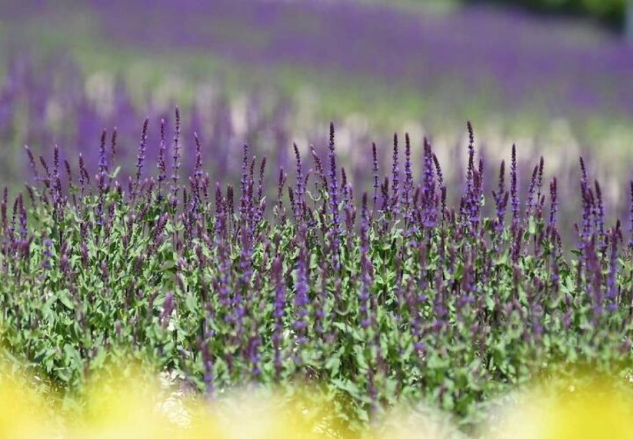 Сальвия хорминум