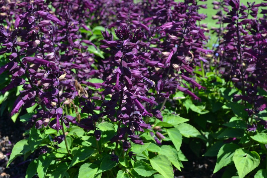 Salvia farinacea