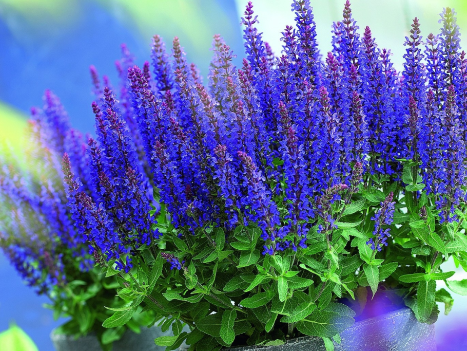 Сальвия Пурпл