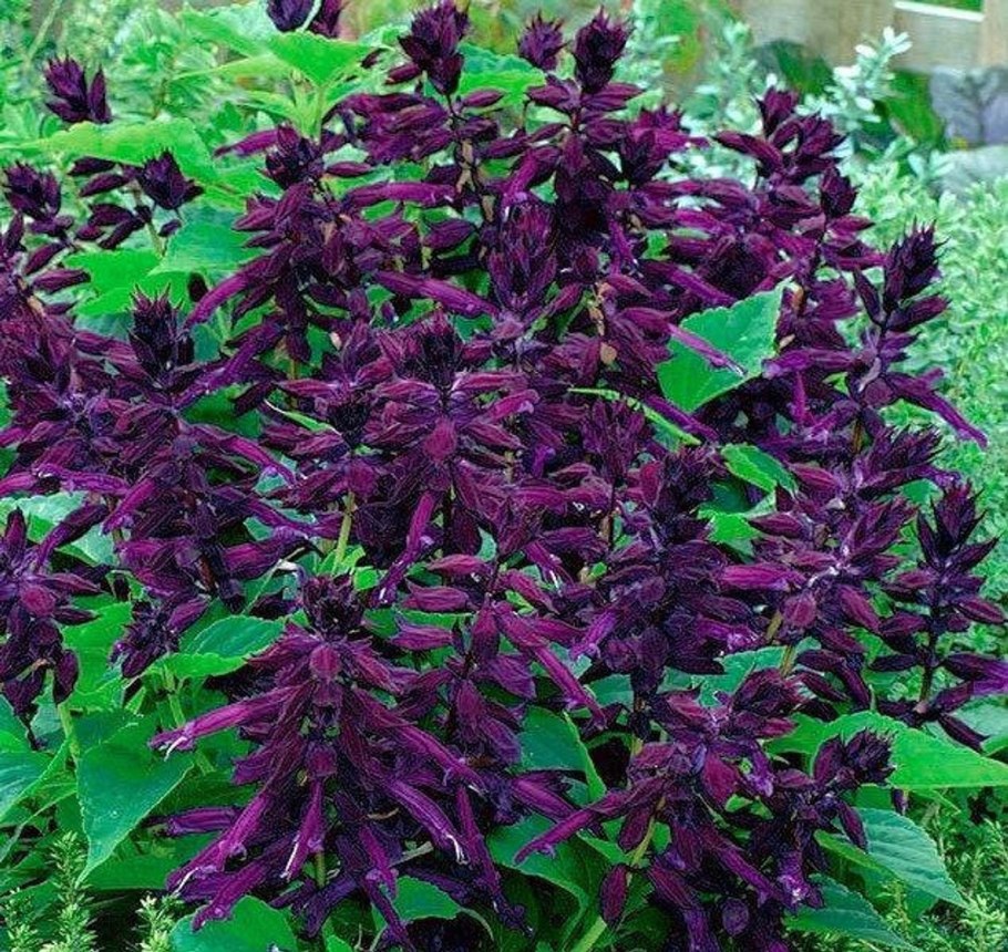 Шалфей Дубравный Блу филб