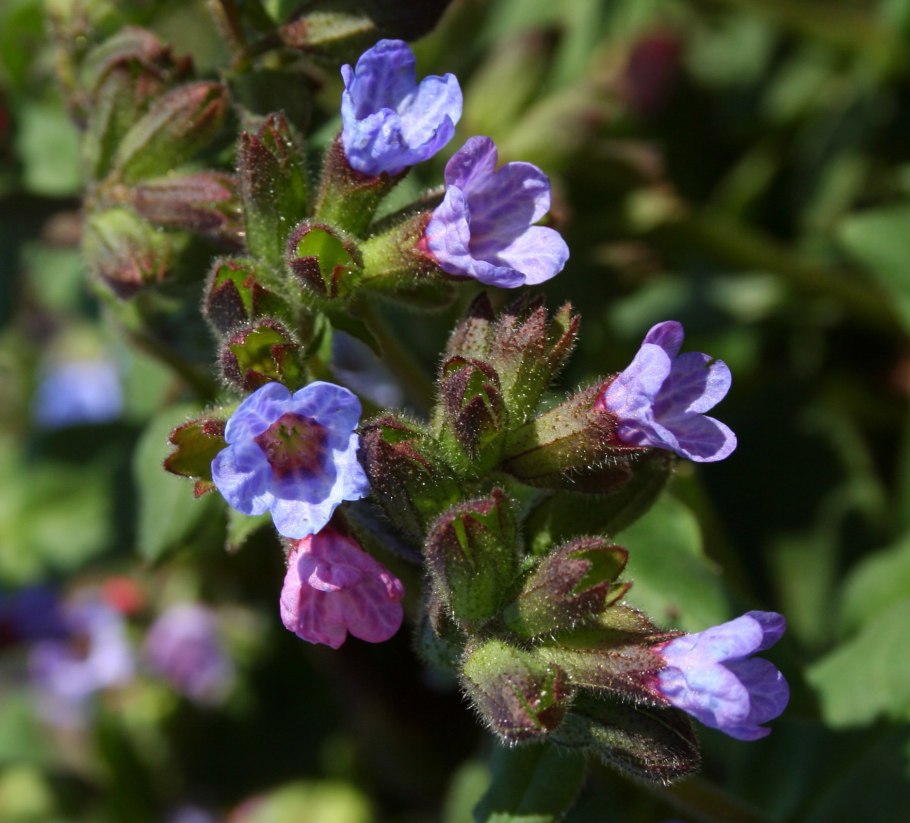 Медуница чай