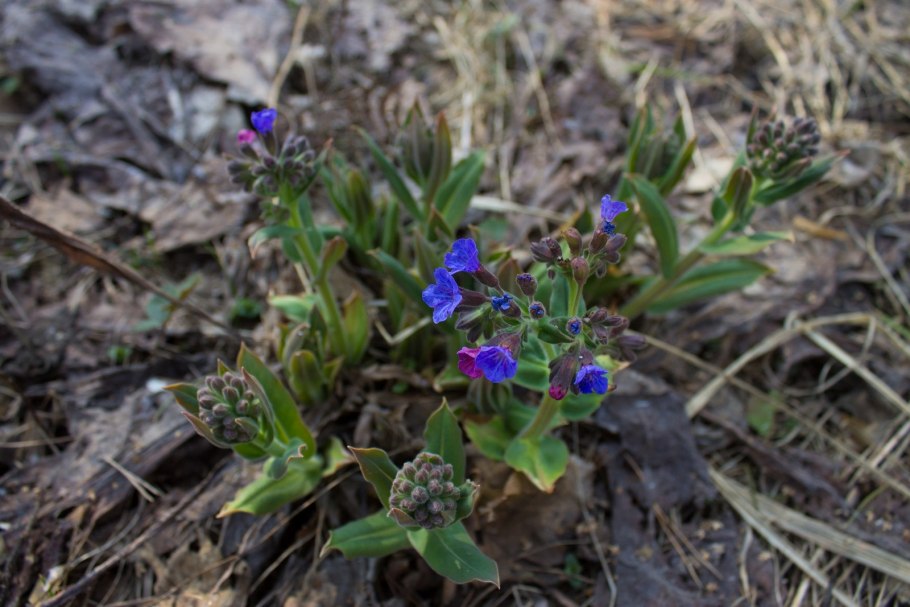 Трава похожая на медуницу