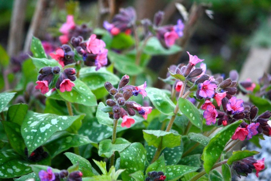 Полевые цветы Медуница