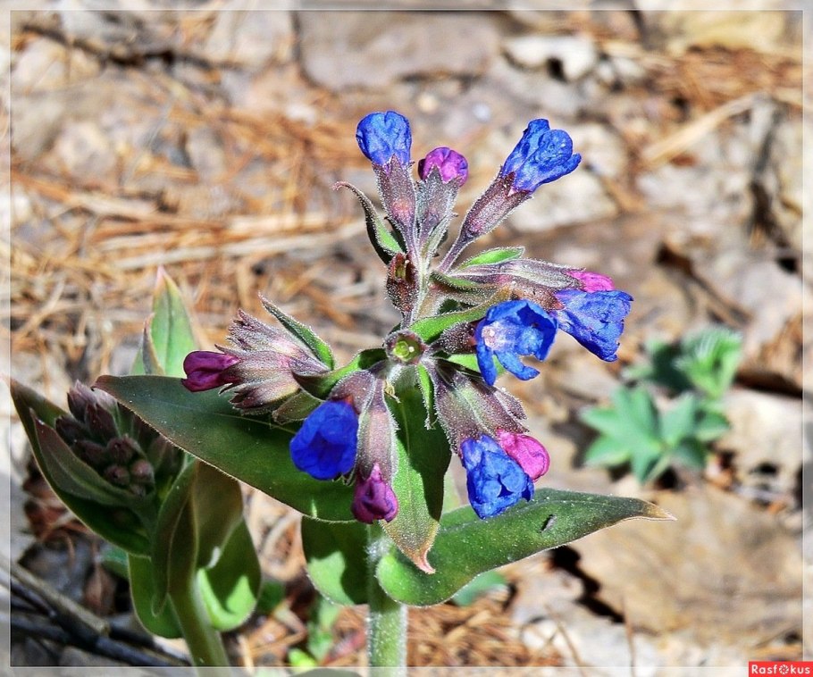 Pulmonaria mollis
