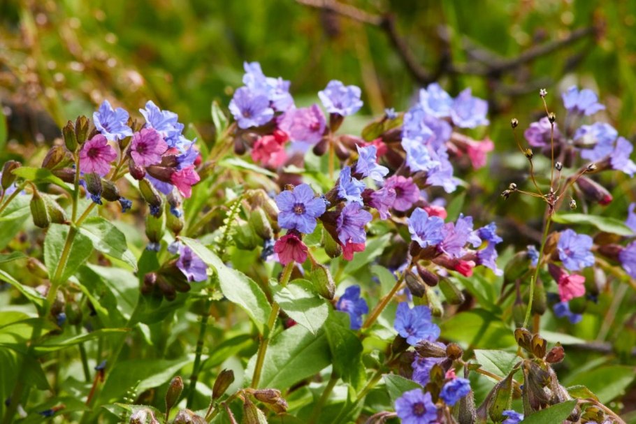 Медуница обыкновенная