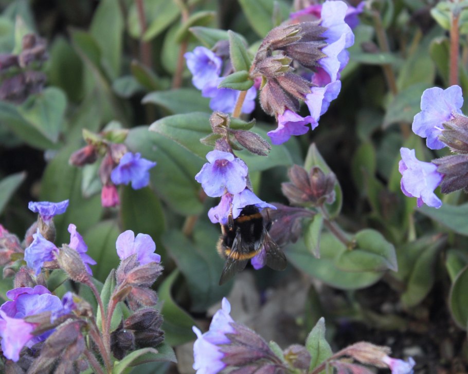 Чай на Урале Медуница